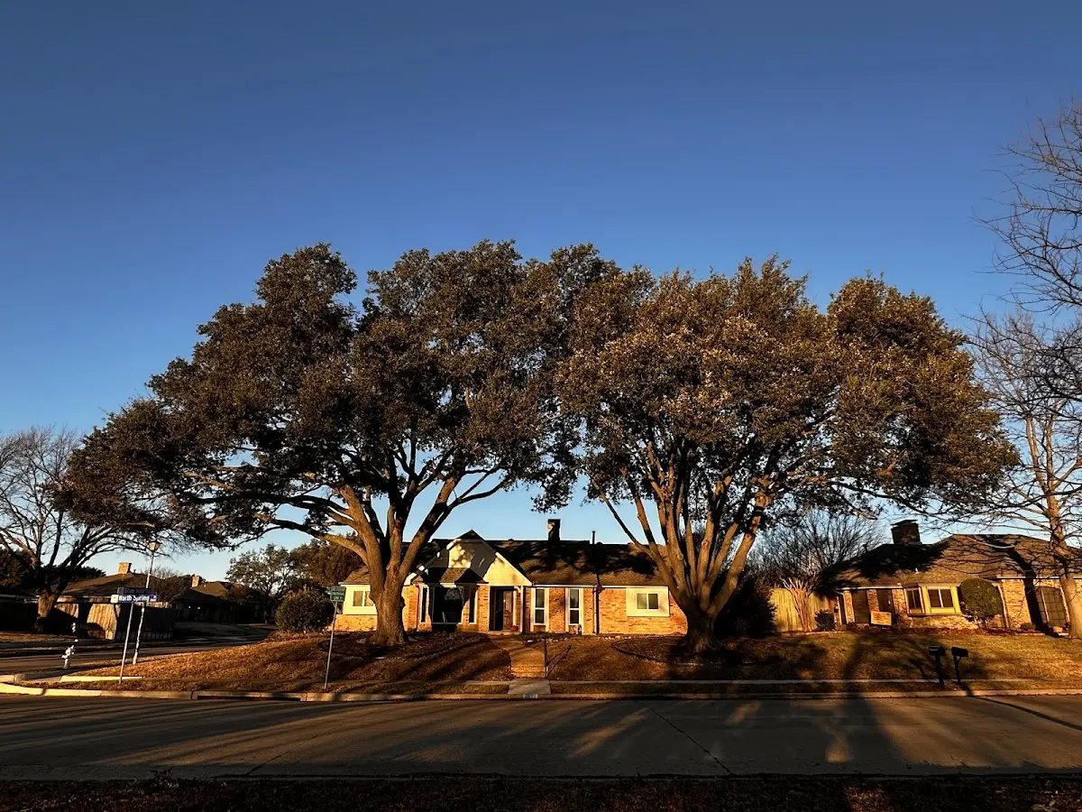 Established residential canopy tree shading a home in Grand Ridge